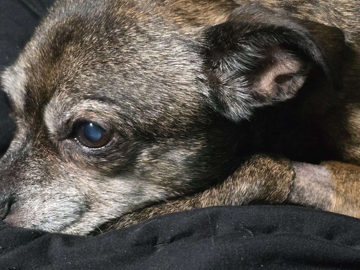 Fundraiser by Allison Oswald : Support Pepper's Fight Against ITP