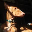 Profile photo of Trinidy Dangerfield