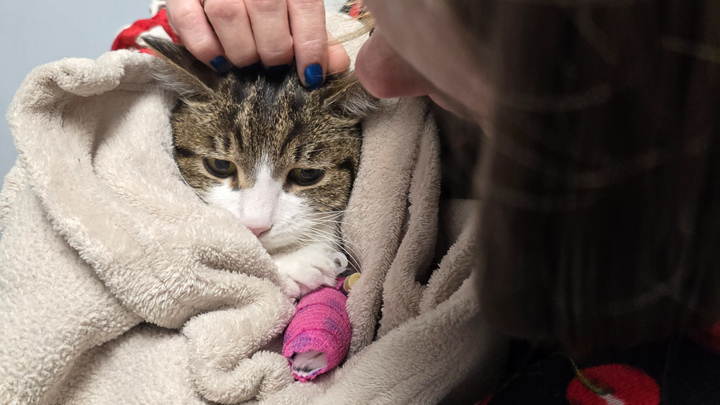 Juno, 11 ans atteinte d'insuffisance rénale et quoi d'autre? campaign photo, 1 of 8