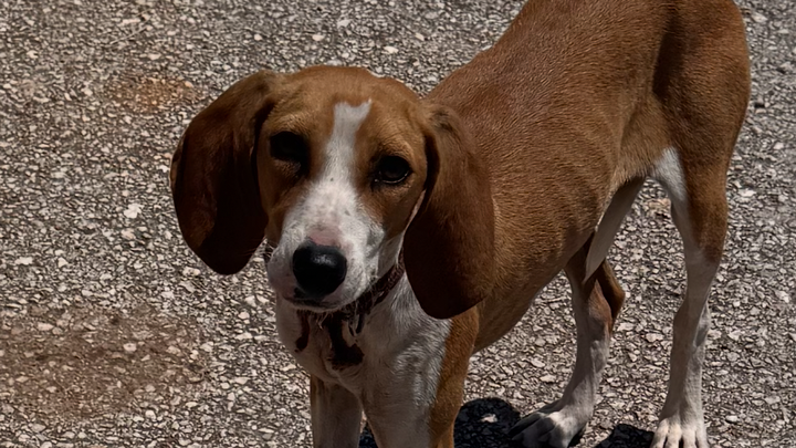 Help Give Zakynthos Stray Animals a Second Chance campaign photo, 1 of 8