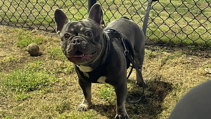 Urgent Surgery for Bane: Prevent Permanent Paralysis campaign photo, 1 of 3