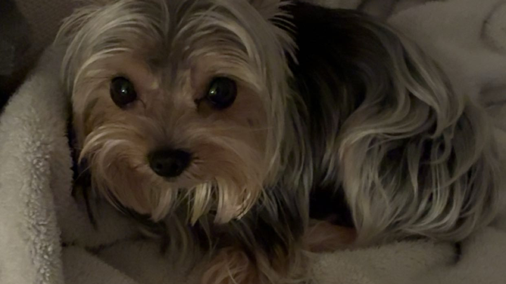 Help Iza's Dog Channel Survive campaign photo, 1 of 3