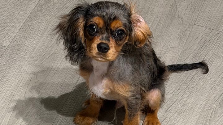 Help Mylo Heal After a Dog Attack campaign photo, 1 of 7