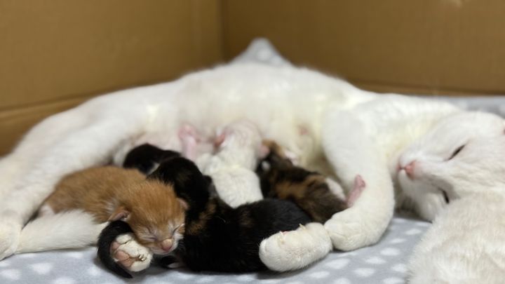 Help Us Save Tiny Lives This Kitten Season! campaign photo, 1 of 7