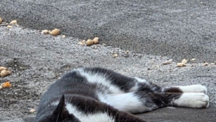 Help Philip the Neighborhood Cat Get Medical Care campaign photo, 1 of 7