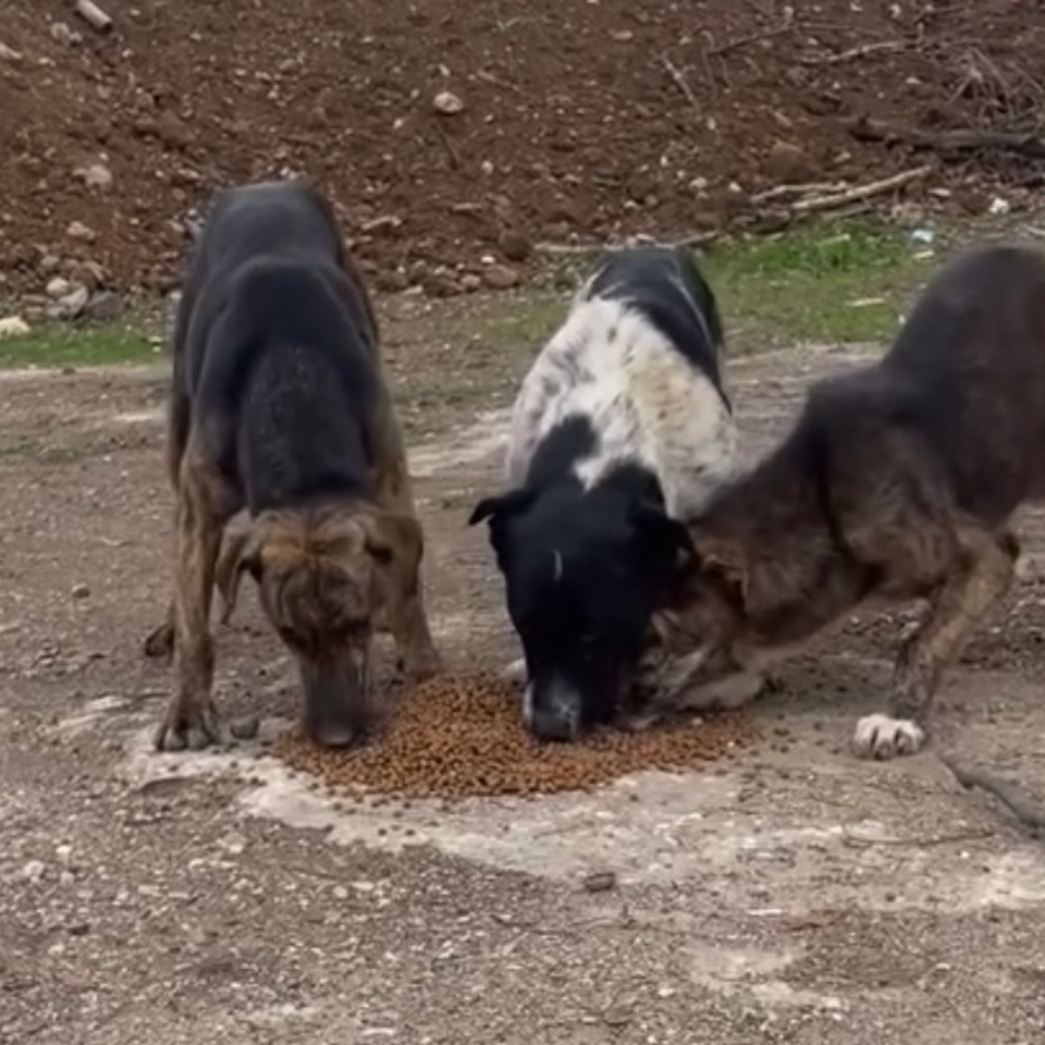 Bitte unterstützt die Straßenhunde in der Türkei.
