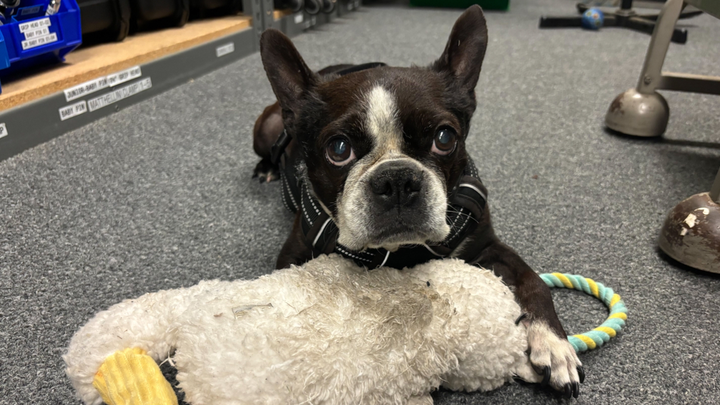 Help Save Popsicle – A Beloved Companion in Crisis campaign photo, 1 of 7