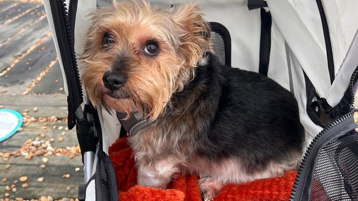 Help Save Jasper:Emergency Neurological Treatment Needed campaign photo, 1 of 8