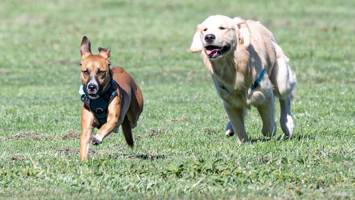 Support Petaluma Dog Park Project campaign photo, 1 of 7