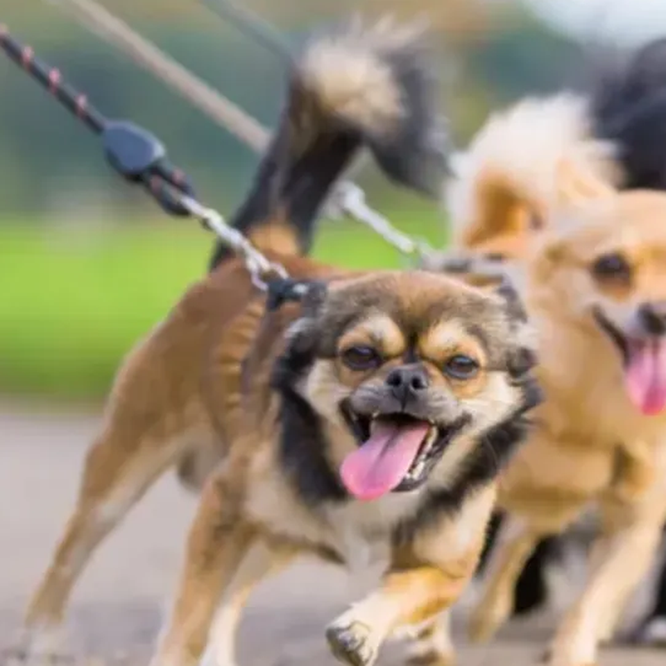 Fundraiser by December Nunez : American Cancer Society 30 Mile Dog
