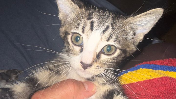Kitten Saved from a drain in Miami campaign photo, 1 of 4