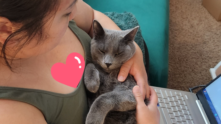 Help Greywind With His Emergency Treatment campaign photo, 1 of 8