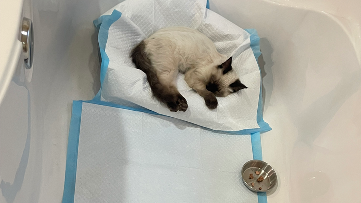 Save Oakey, Siamese kitten hit by car campaign photo, 1 of 8