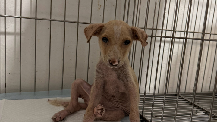Save Joli: A Beach Pup's Fight for Health campaign photo, 1 of 8