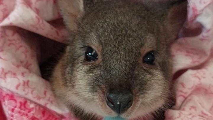 Macropod Release Enclosures & ICU Pods campaign photo, 1 of 8
