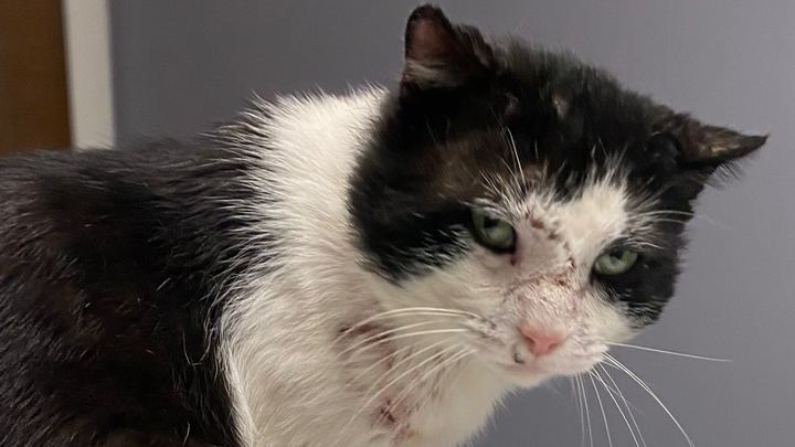 Donate to Kovu's Kitties: Give Cats a Second Chance campaign photo, 1 of 4