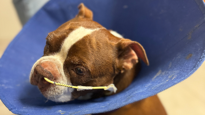 Donate to Piper Laine's Vet Debt campaign photo, 1 of 8