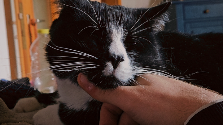 Bitte helft unserem 4jährigen Kater ein plötzlicher Notfall campaign photo, 1 of 5