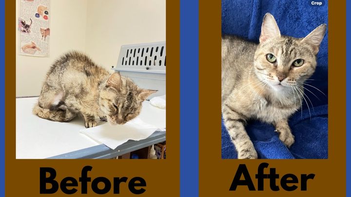 Help Save Our Strays Save A Life Today! campaign photo, 1 of 3