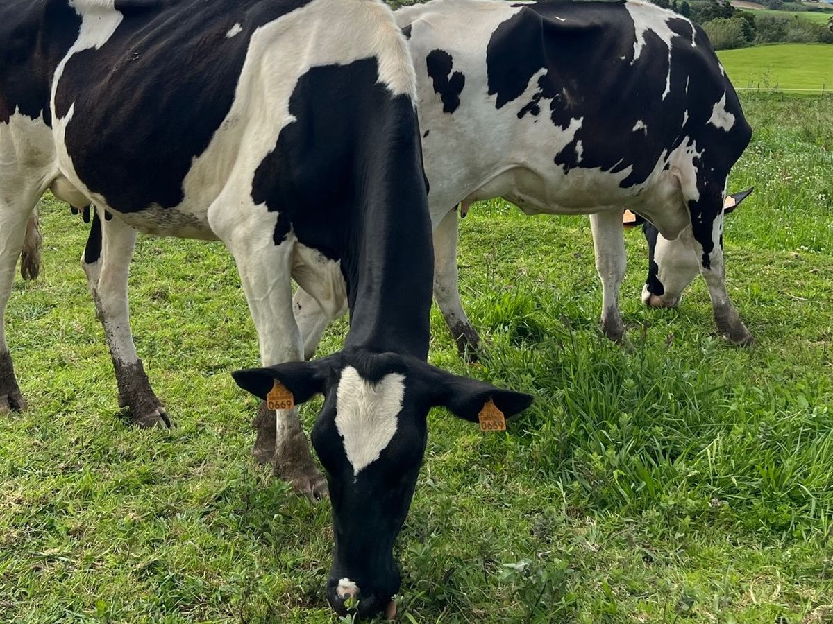 Help save the Âmago Wellness Farm campaign photo, 1 of 2