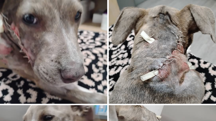 Care for Dog Hit by Car: Vet Bills Needed campaign photo, 1 of 4