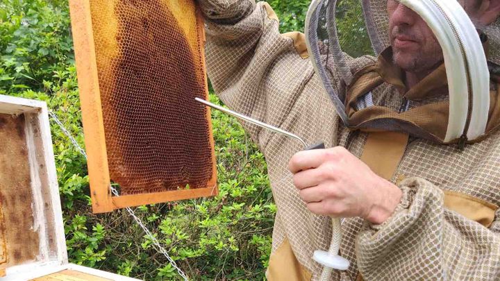 Support Scott Lucas’s Bee Saving Invention campaign photo, 1 of 7