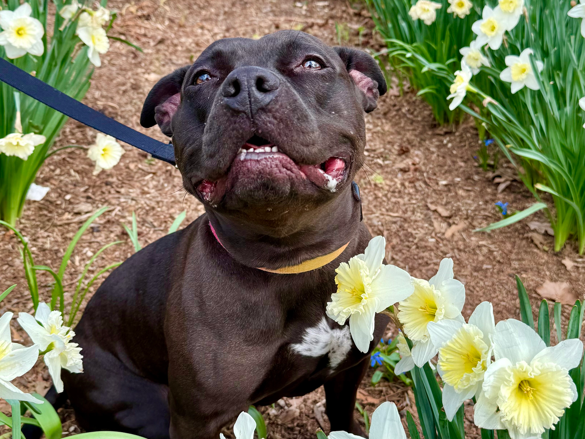 Fundraiser by Maggie Cole : Help Fund Maple’s Surgery