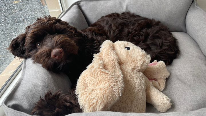 Padfoot campaign photo, 1 of 2