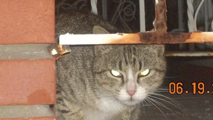 Metro Cat Rescue Homeless Moms campaign photo, 1 of 3