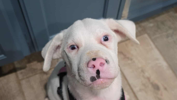 Help Save Bryer-Rose, an abandoned puppy in need of surgery campaign photo, 1 of 2