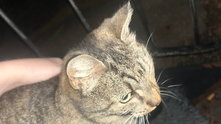 Desperately Need Help for Sugar’s Respiratory Treatment campaign photo, 1 of 8
