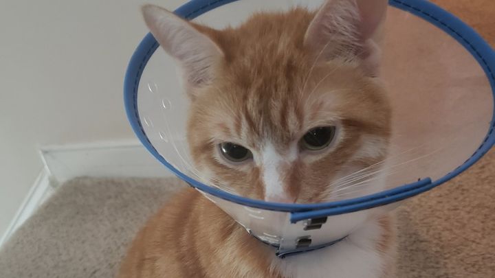 Help Cal Heal After Emergency Surgery campaign photo, 1 of 7