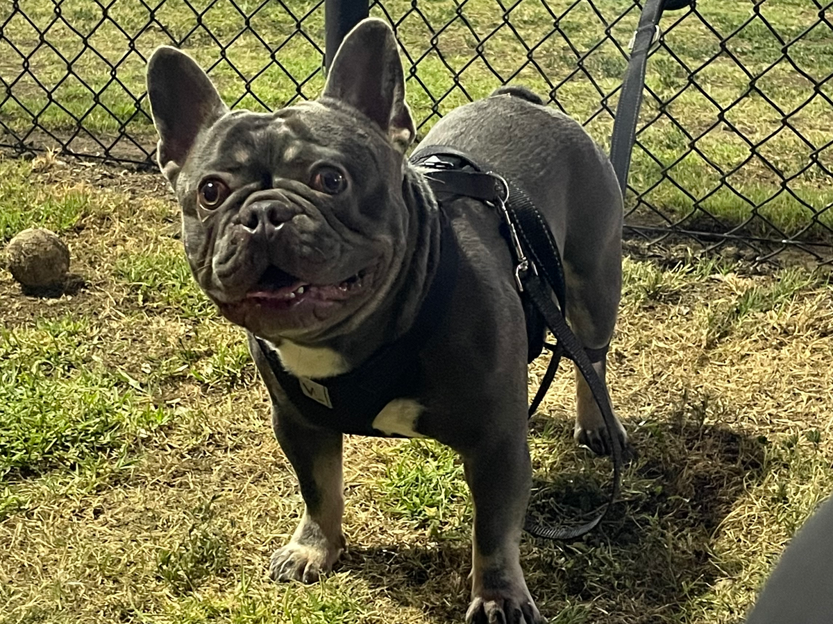 Urgent Surgery for Bane: Prevent Permanent Paralysis campaign photo, 1 of 3