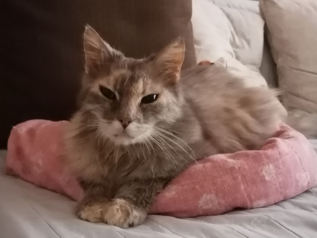 IMPRONTA VOLONTARI INDIPENDENTI CANILE's Video on X, image size:1200x900