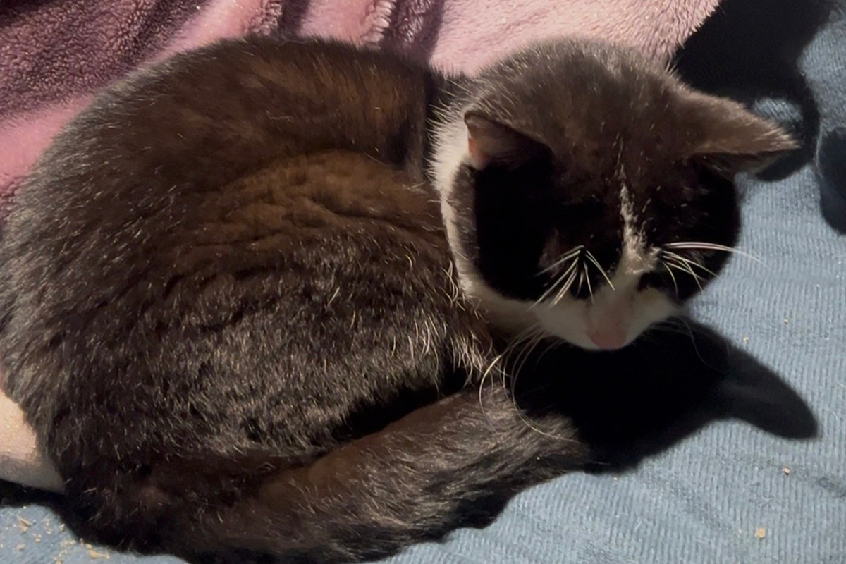 Fundraiser by Hale Catalbasoglu : Help Me Rescue Stray Cats and