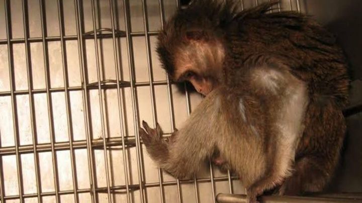 Together We Can Save More Animals