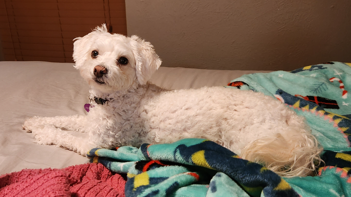 Poppy, the sweetest sock goblin campaign photo, 1 of 5