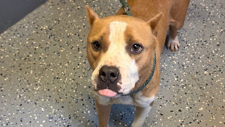 Help Rhea Get Her Heartworm Treatment campaign photo, 1 of 5