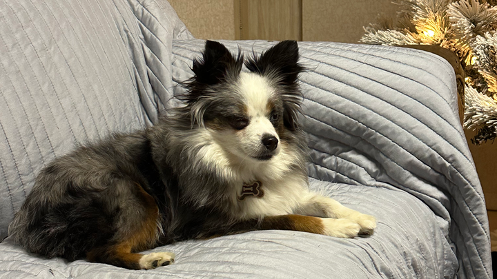 Please Help My Injured Puppy campaign photo, 1 of 3