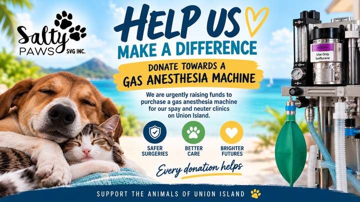 Help Salty Paws Make Spay & Neuter Surgeries Safer campaign photo, 1 of 7