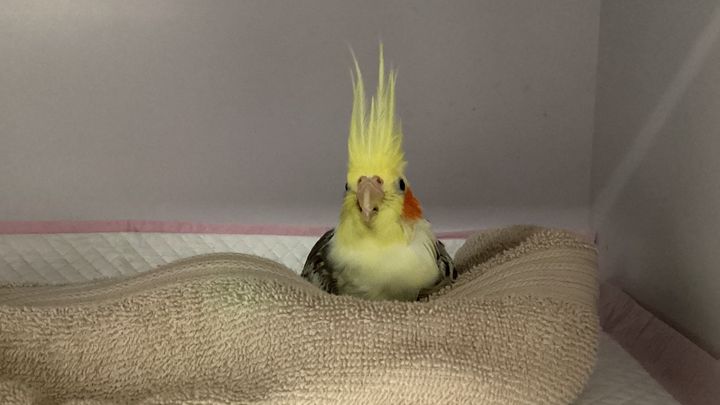 Help with Cookie’s Unexpected Vet Bills campaign photo, 1 of 6
