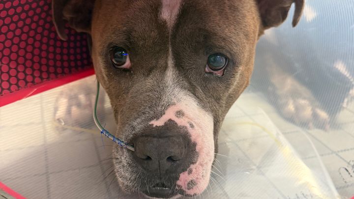 Bronco's Fight for His Life campaign photo, 1 of 8