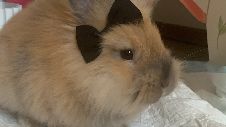 Help Pay For Mocha's Emergency Vet Visit Bill campaign photo, 1 of 8