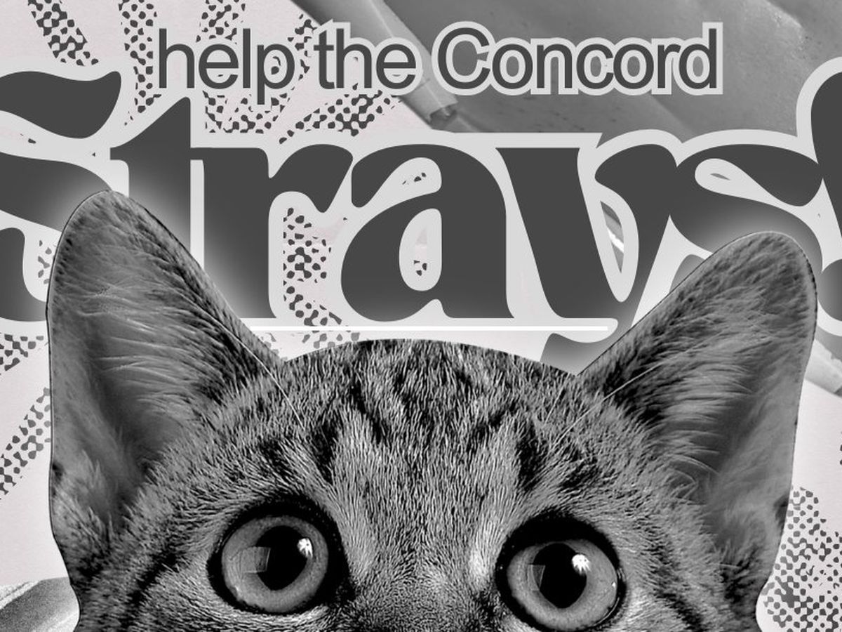 Fundraiser by Katie Lotz : Help Stray Cats Get Medical Care