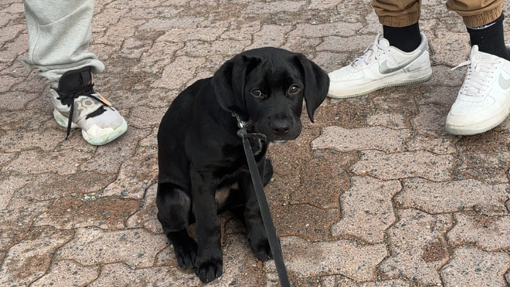 Help save my pup from fighting parvo campaign photo, 1 of 6