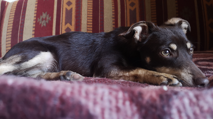 Die kleine, tapfere Zora braucht eure Unterstützung campaign photo, 1 of 8