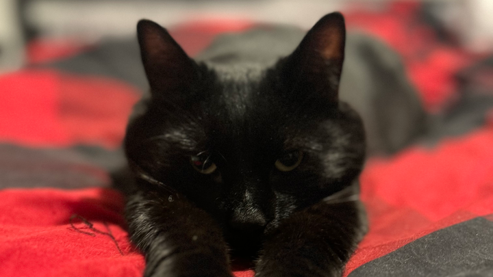 Help Alannah with Vet and Cremation Costs for Luci campaign photo, 1 of 6