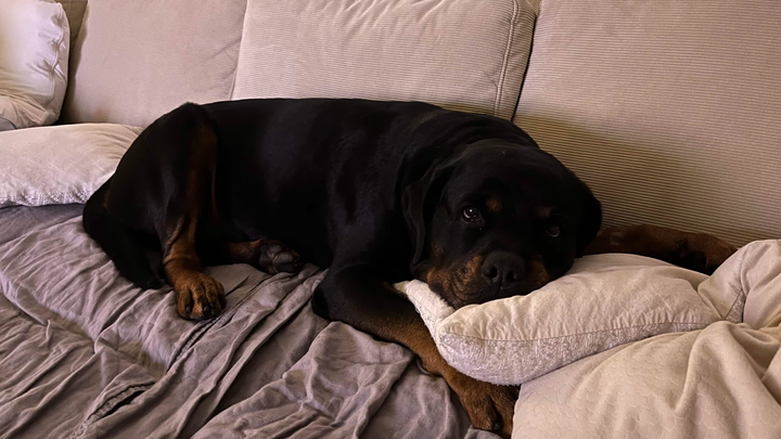 Flokis brave journey to get back on his leg(s) campaign photo, 1 of 8