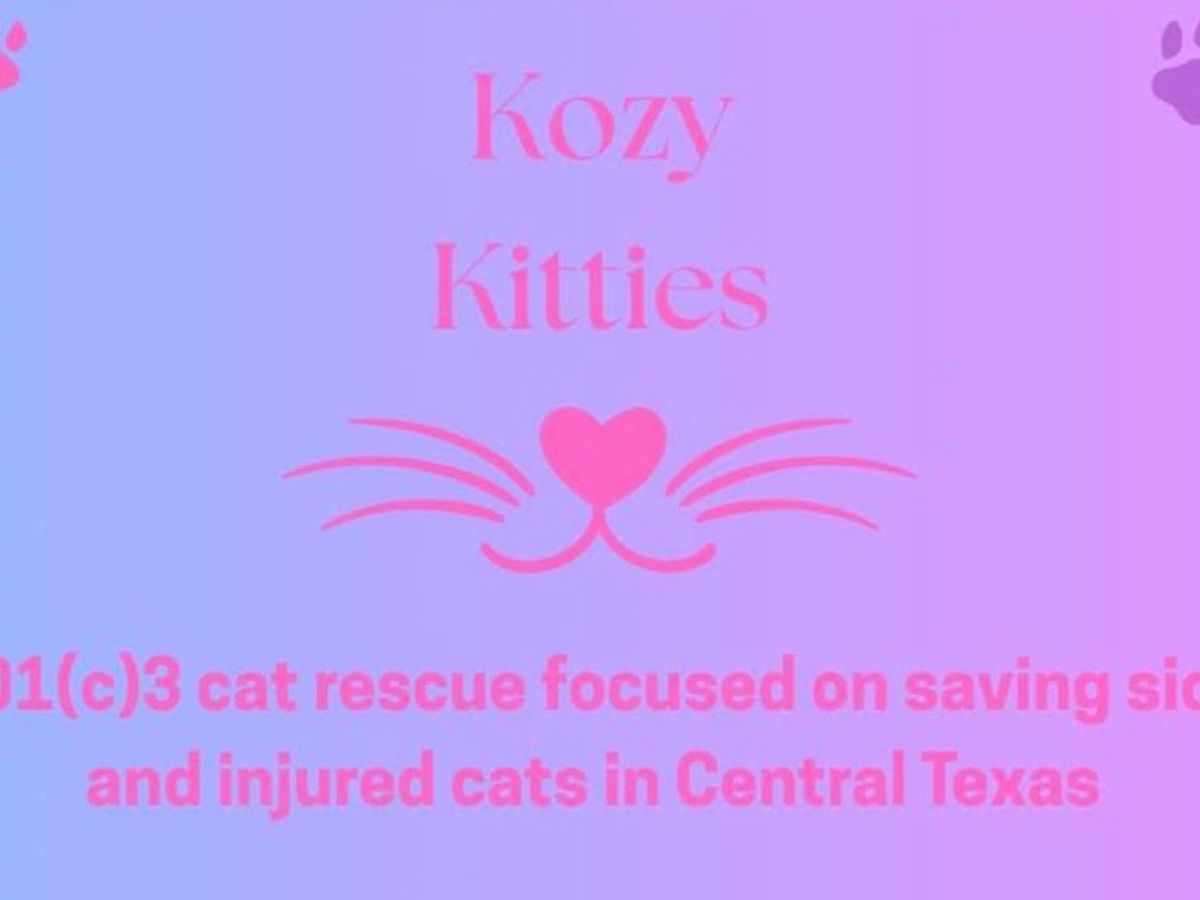 Amanda Rescue Fundraiser by Amanda Applegarth : Support Kozy Kitties' Mission Today
