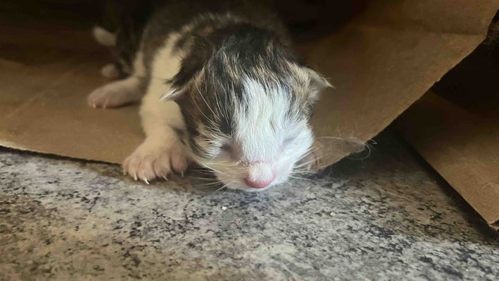 Help Stray Cats Find Safety and Love campaign photo, 1 of 8